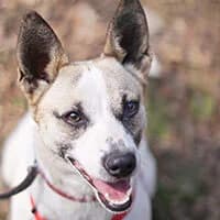 WANILKA, Mixed Breed (Fundacja Głosem Zwierząt)