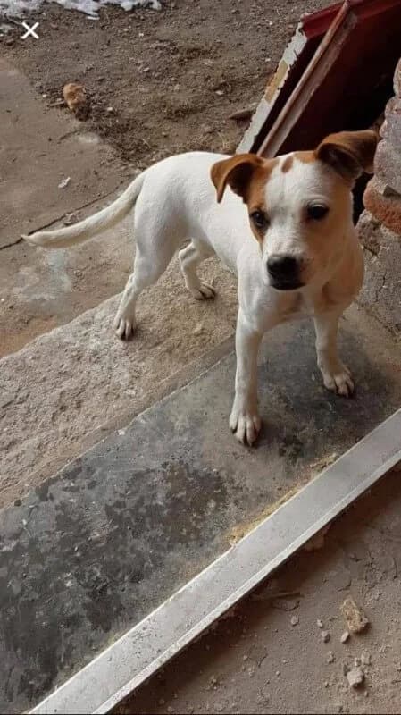 BRANDY, Mixed Breed (Fundacja Głosem Zwierząt)