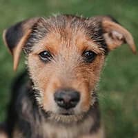 KAJTUŚ, Mixed Breed (Fundacja Głosem Zwierząt)