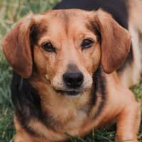 INKI, Mixed Breed (Fundacja Głosem Zwierząt)