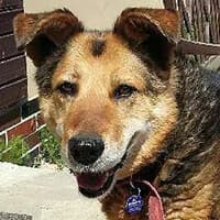 BUNIA, Mixed Breed (Fundacja Głosem Zwierząt)
