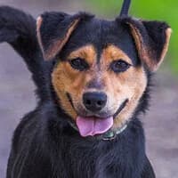 MILA, female Mixed Breed for adoption at Fundacja Głosem Zwierząt, Polska