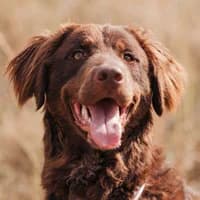 SATYA, Mixed Breed (Fundacja Głosem Zwierząt)