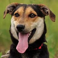 BOBO, Mixed Breed (Fundacja Głosem Zwierząt)