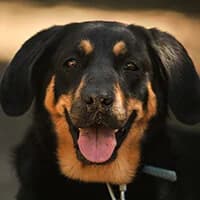 PUNIA, Mixed Breed (Fundacja Głosem Zwierząt)
