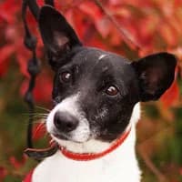 PONGO, Mixed Breed (Fundacja Głosem Zwierząt)