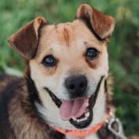 Hipi, Mixed Breed (Fundacja Głosem Zwierząt)