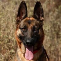 DORKA, Mixed Breed (Fundacja Głosem Zwierząt)