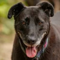 OMIŚ, Mixed Breed (Fundacja Głosem Zwierząt)