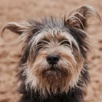 ZUZKA, Mixed Breed (Fundacja Głosem Zwierząt)