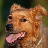 TALA, Mixed Breed (Fundacja Głosem Zwierząt)