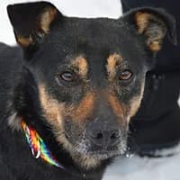 RINGO,  Mixed Breed for adoption at Fundacja Głosem Zwierząt, Polska