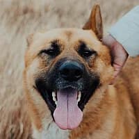NACHO,  Mixed Breed for adoption at Fundacja Głosem Zwierząt, Polska