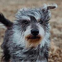 FRANIO,  Mixed Breed for adoption at Fundacja Głosem Zwierząt, Polska