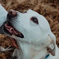 FIESTA, Mixed Breed (Fundacja Głosem Zwierząt)