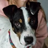 CIASTEK, Mixed Breed (Fundacja Głosem Zwierząt)