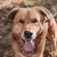 OLUŚ, Mixed Breed (Fundacja Głosem Zwierząt)
