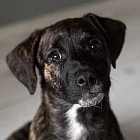 Mitzy, Mixed Breed (Fundacja Głosem Zwierząt)