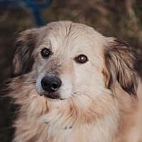 Minio, Mixed Breed (Fundacja Głosem Zwierząt)