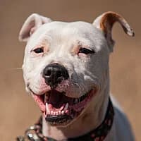 Costa, Mixed Breed (Fundacja Głosem Zwierząt)