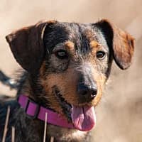 Dusia, Mixed Breed (Fundacja Głosem Zwierząt)