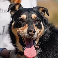Rysio, Mixed Breed (Fundacja Głosem Zwierząt)