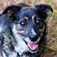 Billuś, Mixed Breed (Fundacja Głosem Zwierząt)