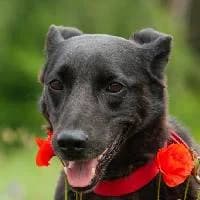 NELKA, Mixed Breed (Fundacja Głosem Zwierząt)