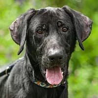 DANTE, Mixed Breed (Fundacja Głosem Zwierząt)