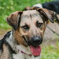 TASHKA, Mixed Breed (Fundacja Głosem Zwierząt)