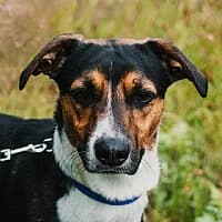 Oskar, Mixed Breed (Fundacja Głosem Zwierząt)