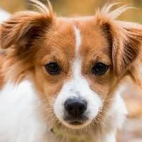 LOLA, female Mixed Breed for adoption at Fundacja Głosem Zwierząt, Polska