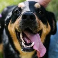 TEOŚ, Mixed Breed (Fundacja Głosem Zwierząt)