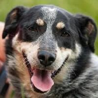 DAFI, Mixed Breed (Fundacja Głosem Zwierząt)