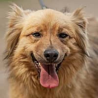 TUTUŚ, Mixed Breed (Fundacja Głosem Zwierząt)