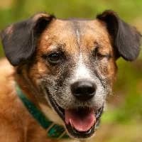 ORI, Mixed Breed (Fundacja Głosem Zwierząt)