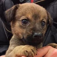 LEMIŚ, Mixed Breed (Fundacja Głosem Zwierząt)
