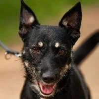 NOLA, Mixed Breed (Fundacja Głosem Zwierząt)