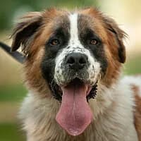 HOLLY, Mixed Breed (Fundacja Głosem Zwierząt)