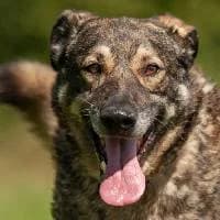 TORIN, Mixed Breed (Fundacja Głosem Zwierząt)