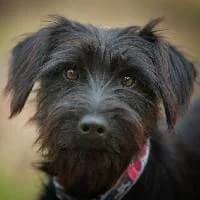 FEMI, Mixed Breed (Fundacja Głosem Zwierząt)