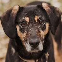 ALIS, Mixed Breed (Fundacja Głosem Zwierząt)