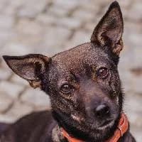 DUNKA, Mixed Breed (Fundacja Głosem Zwierząt)