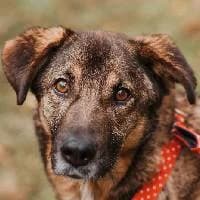 AVIA, Mixed Breed (Fundacja Głosem Zwierząt)