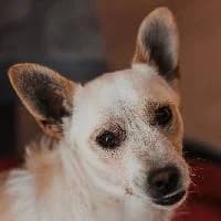 BISKIT, Mixed Breed (Fundacja Głosem Zwierząt)
