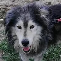 JACK, Mixed Breed (Fundacja Głosem Zwierząt)