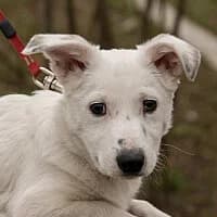 KROPEK, Mixed Breed (Fundacja Głosem Zwierząt)