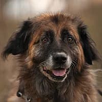 BRYSIA, Mixed Breed (Fundacja Głosem Zwierząt)