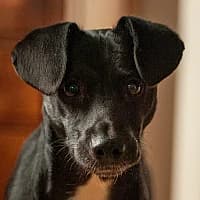 RUBIŚ, Mixed Breed (Fundacja Głosem Zwierząt)