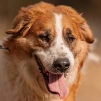 COLIN, Mixed Breed (Fundacja Głosem Zwierząt)